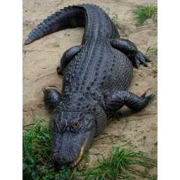 Alligator Simulator (Easter)