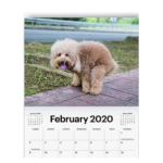 #DogNation