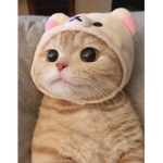 파자마 친구들