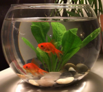 The Cabinet of Dr. T Fish