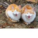 kitty chat
