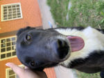 This dog is dead