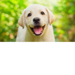 Puppy squad forever group