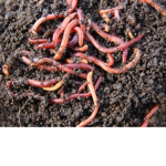 hot worm