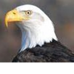 Eagle Community!