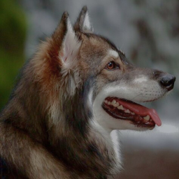 ⋆˚🐾˖°