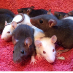 Epicness Rat Gang