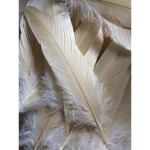 +_+FeatherClan+_+