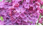 lilactheflower4