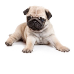 PUG_LIFE_Forever