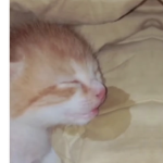 sleepy .