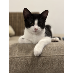 The secret life of cats