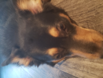 Dogs or smth