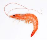 Shrimp Gang =)