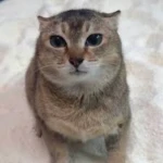 mei mei lovers Group Thumbnail