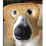 Bread dog :D