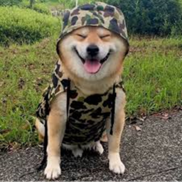 Apply to become a Doge Soldier!