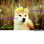 Doge groupV1