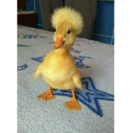 AFRO DUCKYYY