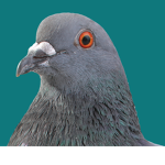 Pigeon's Hideout