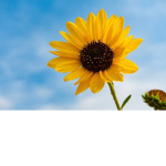 Sunflower~Family