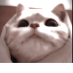 猫が好きな人集まれもうす