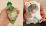 Beautiful hamsters