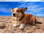 x dogs x