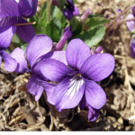 Mimi’s Violet’s