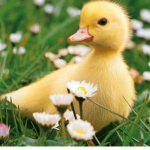 Ducky._.Squad