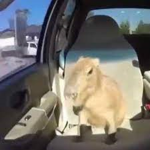 United capybara clan