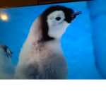 Epic Penguin Fan Group