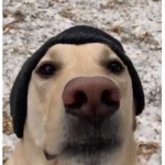 DEMON DOGS MEME