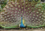 The amazing peacock