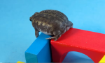 Silly goober frogs!