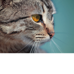The Monarchy of the Cat Kingdom