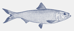 Fishing forum 2