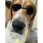 The do double g dog club