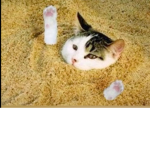 Brandon the cat