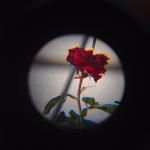 Roses Official TM