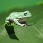 If you like frogs join the group