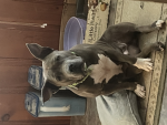 DiamondTheDog