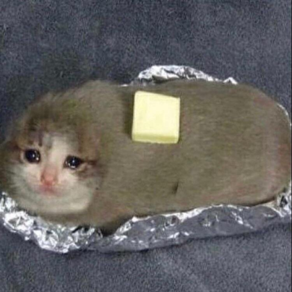 crying cat Roblox decal