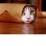 Cat And Friends Games