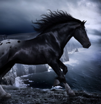 Horses rule group!