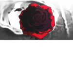 Cold roses