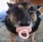 Doggo’s.