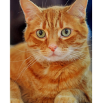 meow meow cats4L