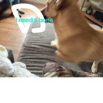 I need a bone
