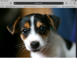 Jackrussals
